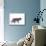 Manx Cat Blue Cymric-null-Mounted Photographic Print displayed on a wall