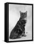 Manx Cat Sitting Down So You Cannot Really See That It Does Not Have a Tail-Thomas Fall-Framed Stretched Canvas