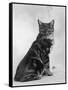 Manx Cat Sitting Down So You Cannot Really See That It Does Not Have a Tail-Thomas Fall-Framed Stretched Canvas