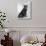 Manx Cat Sitting Down So You Cannot Really See That It Does Not Have a Tail-Thomas Fall-Photographic Print displayed on a wall