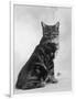 Manx Cat Sitting Down So You Cannot Really See That It Does Not Have a Tail-Thomas Fall-Framed Photographic Print