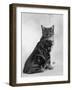 Manx Cat Sitting Down So You Cannot Really See That It Does Not Have a Tail-Thomas Fall-Framed Photographic Print