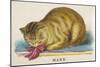 Manx Cat-null-Mounted Art Print