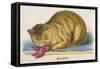 Manx Cat-null-Framed Stretched Canvas