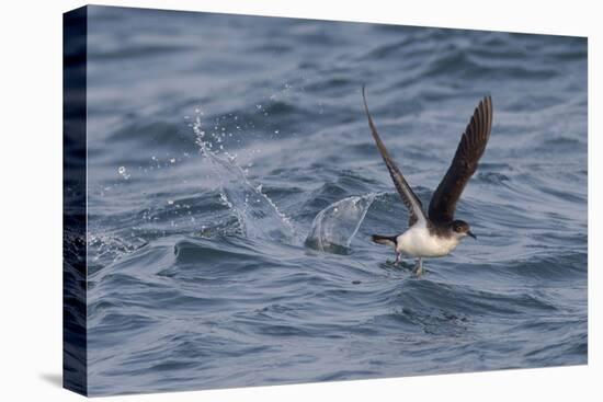 Manx Shearwater in Flight Running on the Sea-null-Stretched Canvas