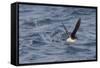 Manx Shearwater in Flight Running on the Sea-null-Framed Stretched Canvas