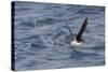 Manx Shearwater in Flight Running on the Sea-null-Stretched Canvas