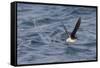 Manx Shearwater in Flight Running on the Sea-null-Framed Stretched Canvas