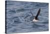 Manx Shearwater in Flight Running on the Sea-null-Stretched Canvas