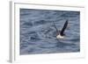 Manx Shearwater in Flight Running on the Sea-null-Framed Photographic Print