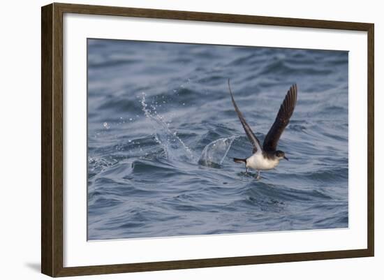 Manx Shearwater in Flight Running on the Sea-null-Framed Photographic Print