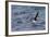 Manx Shearwater in Flight Running on the Sea-null-Framed Photographic Print