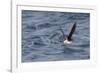 Manx Shearwater in Flight Running on the Sea-null-Framed Photographic Print