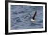 Manx Shearwater in Flight Running on the Sea-null-Framed Photographic Print