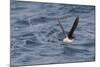 Manx Shearwater in Flight Running on the Sea-null-Mounted Photographic Print