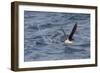 Manx Shearwater in Flight Running on the Sea-null-Framed Photographic Print