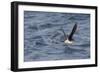 Manx Shearwater in Flight Running on the Sea-null-Framed Photographic Print