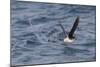 Manx Shearwater in Flight Running on the Sea-null-Mounted Photographic Print