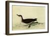 Manx Shearwater-John James Audubon-Framed Giclee Print