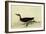 Manx Shearwater-John James Audubon-Framed Giclee Print