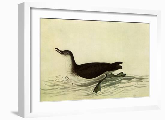 Manx Shearwater-John James Audubon-Framed Giclee Print