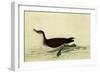 Manx Shearwater-John James Audubon-Framed Giclee Print