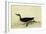 Manx Shearwater-John James Audubon-Framed Giclee Print