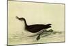 Manx Shearwater-John James Audubon-Mounted Giclee Print