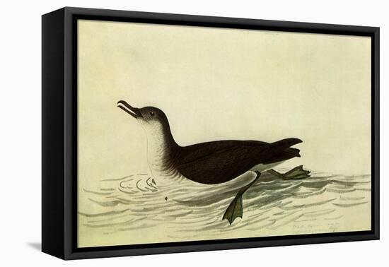 Manx Shearwater-John James Audubon-Framed Stretched Canvas