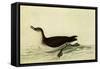 Manx Shearwater-John James Audubon-Framed Stretched Canvas