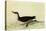 Manx Shearwater-John James Audubon-Stretched Canvas