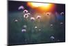 Many Beautiful Meadow Wild Flowers in Field on Sunset Background. Sunny Outdoor Bright Evening Colo-nature photos-Mounted Photographic Print