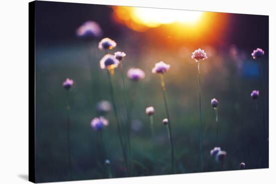 Many Beautiful Meadow Wild Flowers in Field on Sunset Background. Sunny Outdoor Bright Evening Colo-nature photos-Stretched Canvas