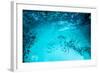 Many Bubbles in Water Close Up, Abstract Water Wave with Bubbles-Andrey Armyagov-Framed Photographic Print