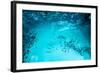 Many Bubbles in Water Close Up, Abstract Water Wave with Bubbles-Andrey Armyagov-Framed Photographic Print