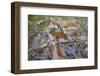 Many Carp Fishes in A Water during Feeding Time-smartfoto-Framed Photographic Print