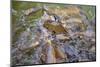 Many Carp Fishes in A Water during Feeding Time-smartfoto-Mounted Photographic Print