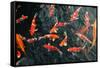 Many Carp Fishes-Yury Zap-Framed Stretched Canvas