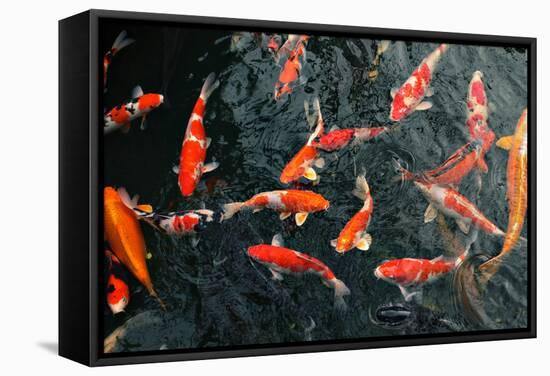 Many Carp Fishes-Yury Zap-Framed Stretched Canvas