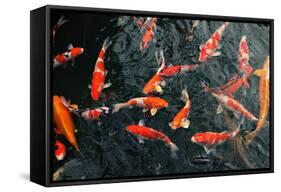 Many Carp Fishes-Yury Zap-Framed Stretched Canvas