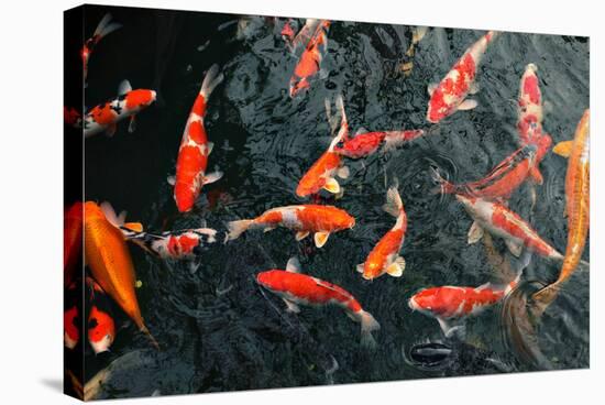 Many Carp Fishes-Yury Zap-Stretched Canvas