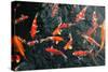 Many Carp Fishes-Yury Zap-Stretched Canvas