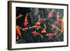 Many Carp Fishes-Yury Zap-Framed Photographic Print