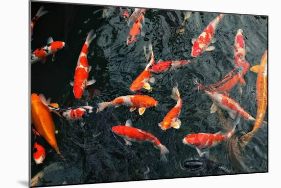 Many Carp Fishes-Yury Zap-Mounted Photographic Print