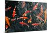 Many Carp Fishes-Yury Zap-Mounted Photographic Print