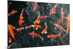 Many Carp Fishes-Yury Zap-Mounted Photographic Print