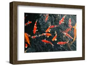 Many Carp Fishes-Yury Zap-Framed Photographic Print