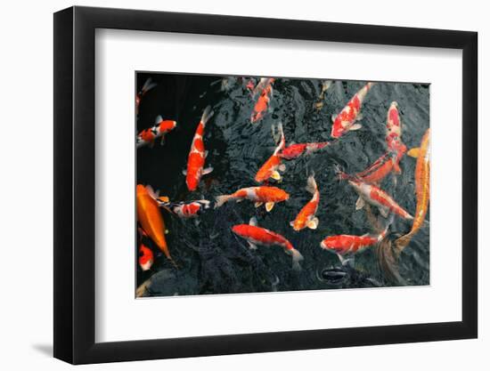 Many Carp Fishes-Yury Zap-Framed Photographic Print