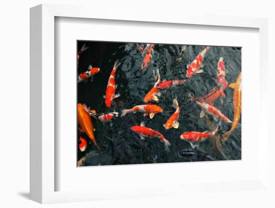 Many Carp Fishes-Yury Zap-Framed Photographic Print