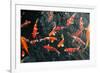 Many Carp Fishes-Yury Zap-Framed Photographic Print